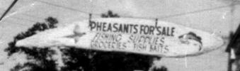 [Pheasants for sale]